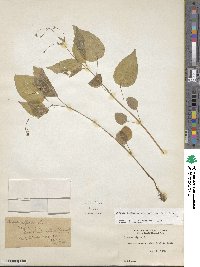 Circaea alpina subsp. pacifica image