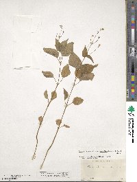 Circaea alpina image