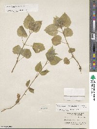 Circaea alpina subsp. pacifica image