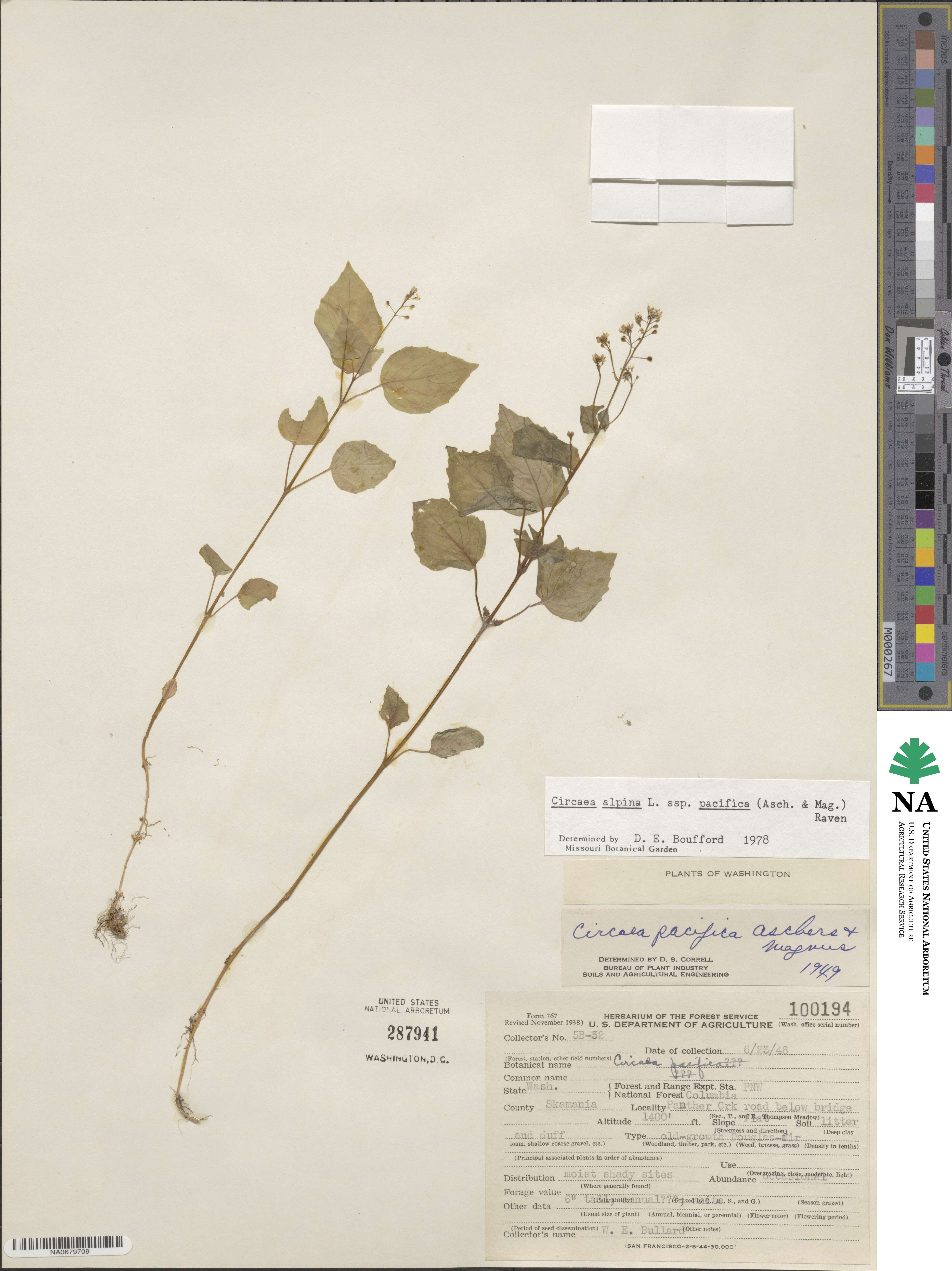 Circaea alpina subsp. pacifica image