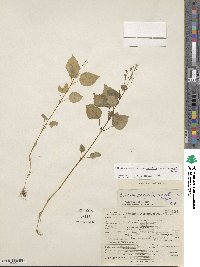 Circaea alpina subsp. pacifica image