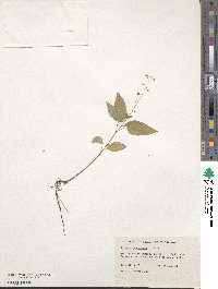 Circaea canadensis image