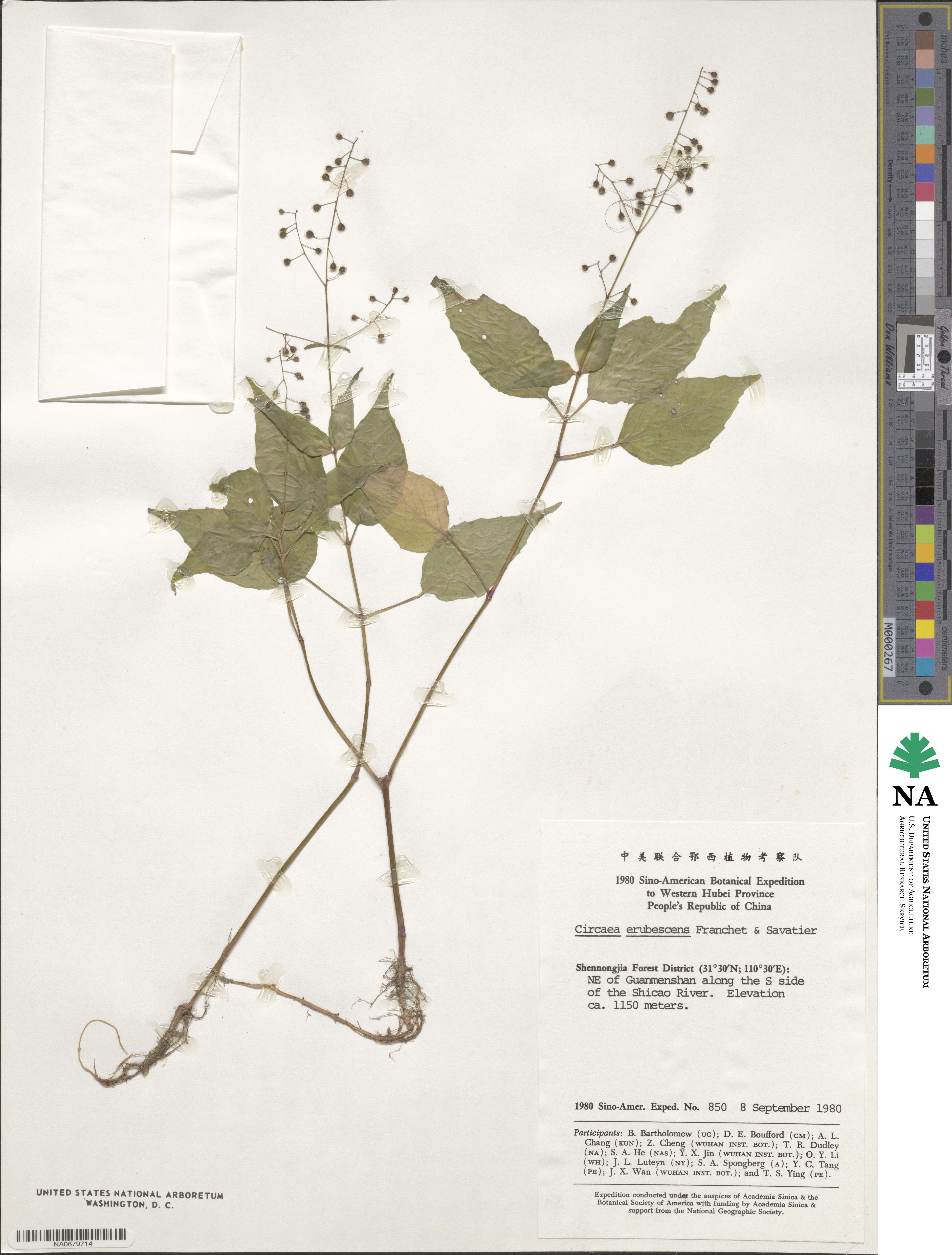 Circaea erubescens image