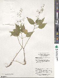 Circaea erubescens image