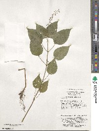 Circaea glabrescens image