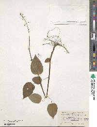 Circaea canadensis subsp. canadensis image