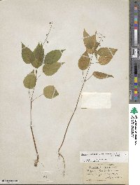 Circaea canadensis subsp. canadensis image