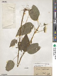 Circaea canadensis image