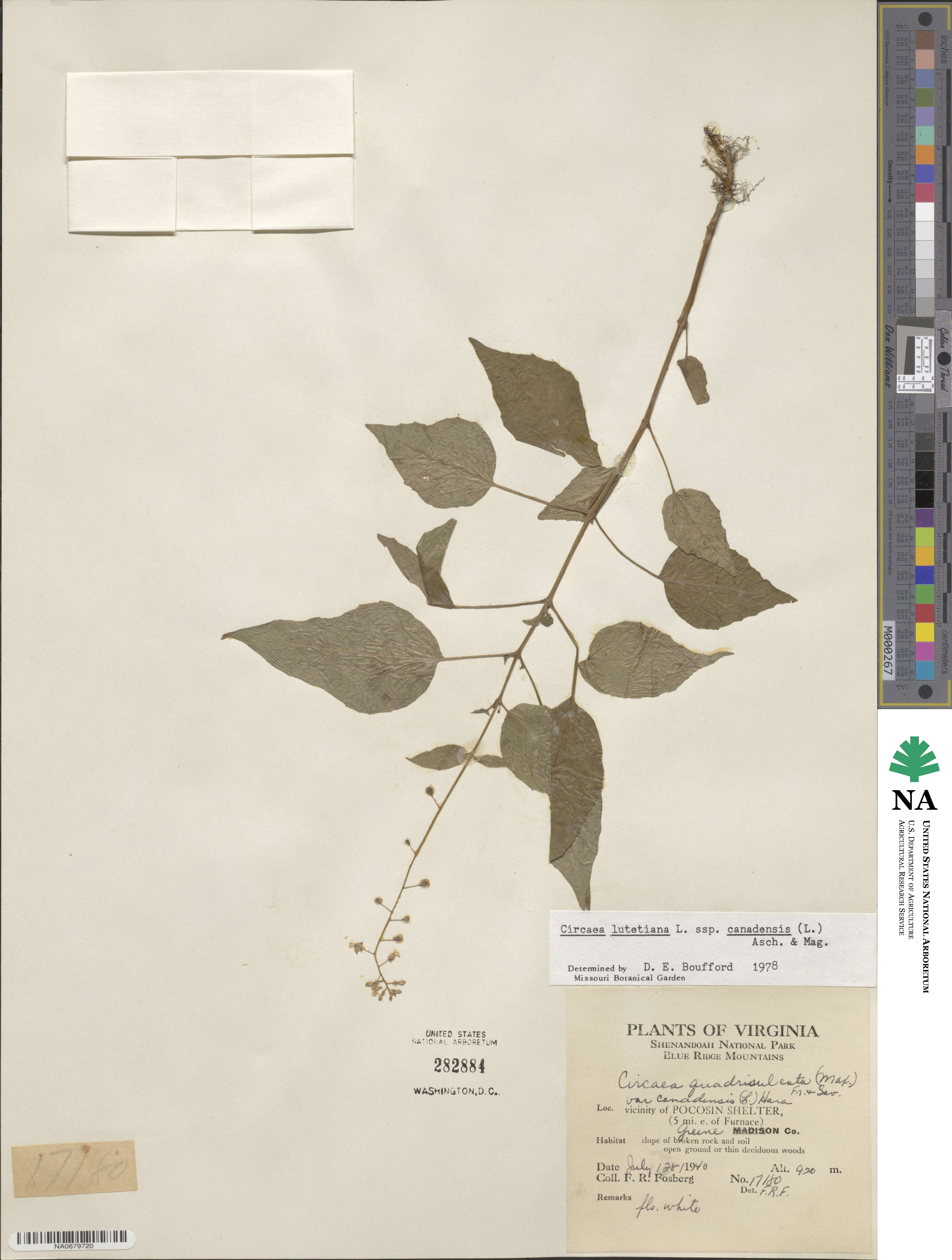 Circaea image