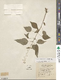 Circaea canadensis subsp. canadensis image