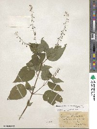 Circaea canadensis image