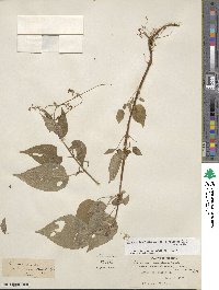 Circaea canadensis subsp. canadensis image