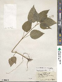 Circaea canadensis subsp. canadensis image