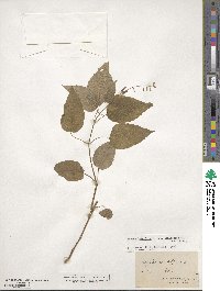 Circaea canadensis subsp. canadensis image