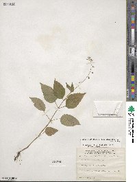 Circaea canadensis image