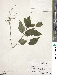 Circaea canadensis subsp. canadensis image