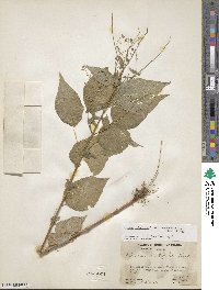 Circaea canadensis subsp. canadensis image