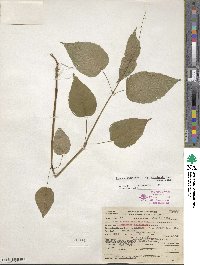 Circaea canadensis image