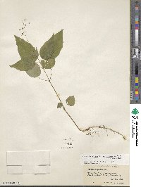 Circaea canadensis image