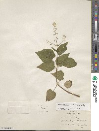 Circaea canadensis subsp. canadensis image