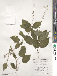 Circaea canadensis image