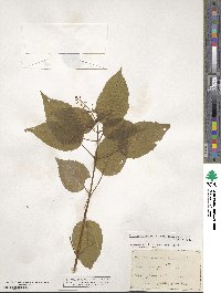 Circaea canadensis image