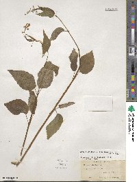 Circaea canadensis image