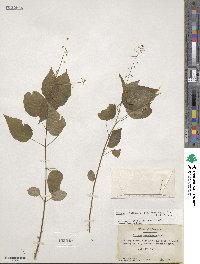 Circaea canadensis subsp. canadensis image