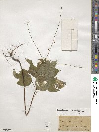 Circaea canadensis image