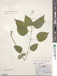 Circaea canadensis subsp. canadensis image