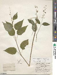 Circaea canadensis image