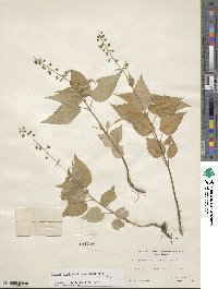 Circaea canadensis image