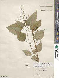 Circaea canadensis subsp. canadensis image