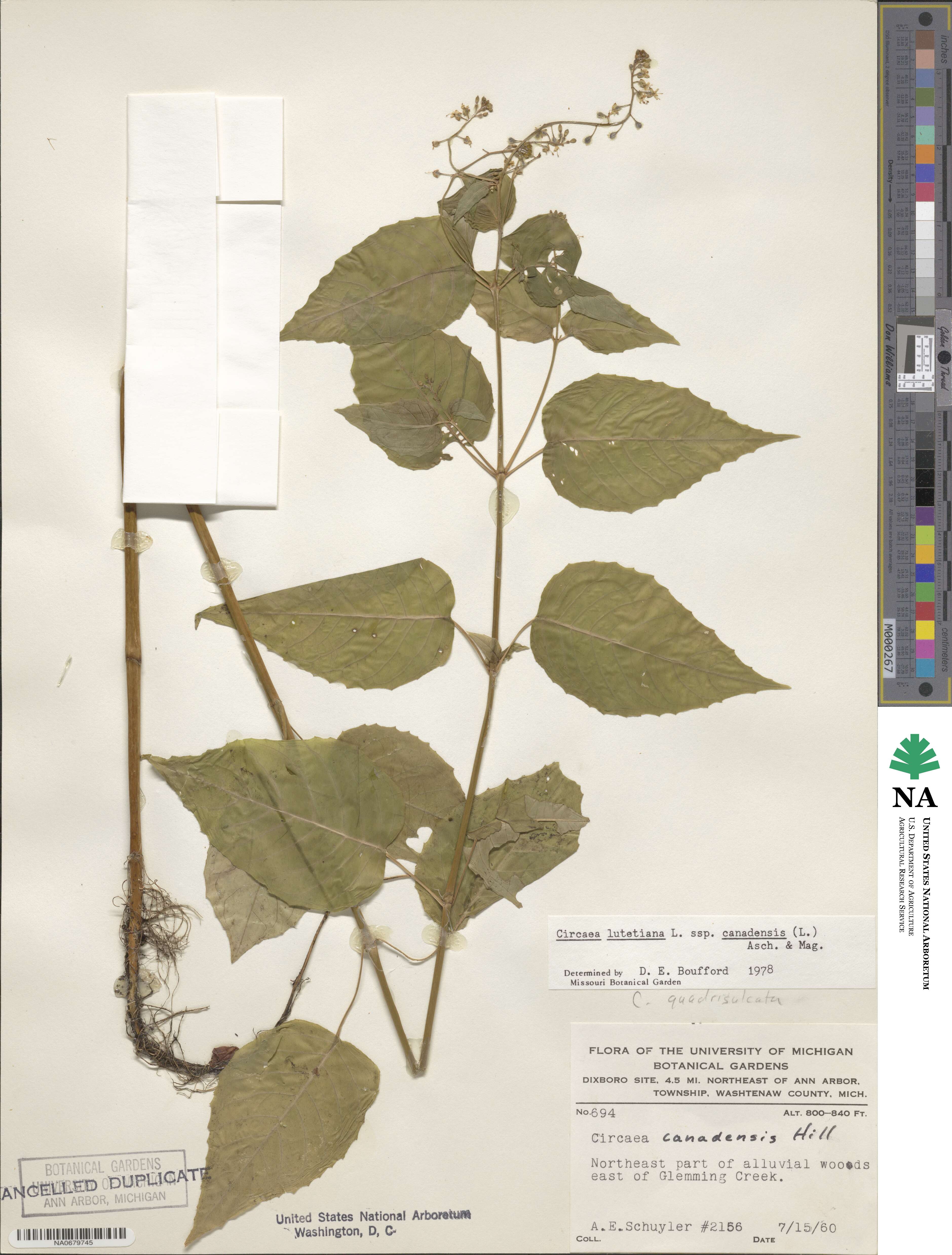 Circaea canadensis image