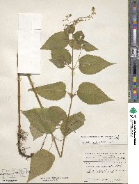 Circaea canadensis subsp. canadensis image