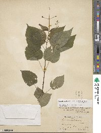 Circaea canadensis subsp. canadensis image