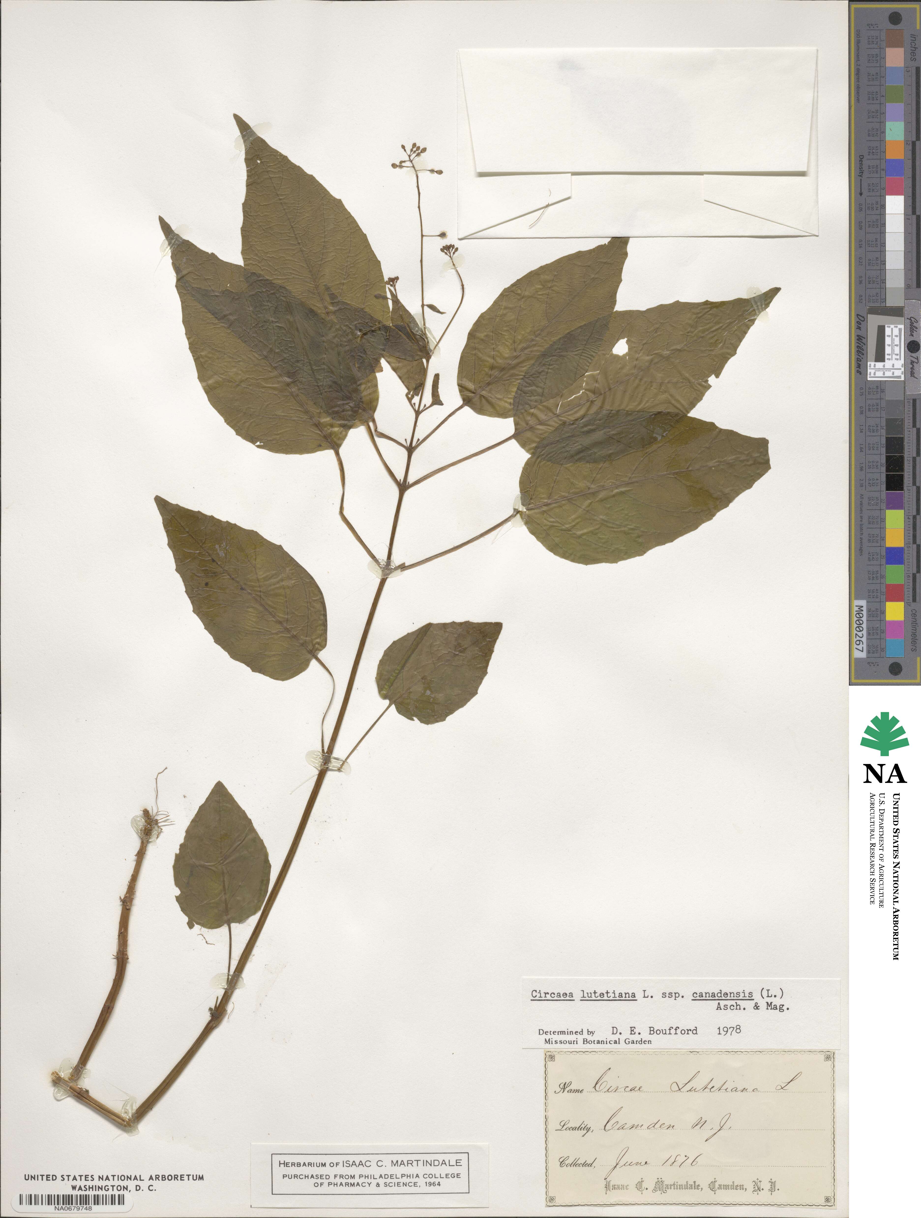 Circaea canadensis subsp. canadensis image