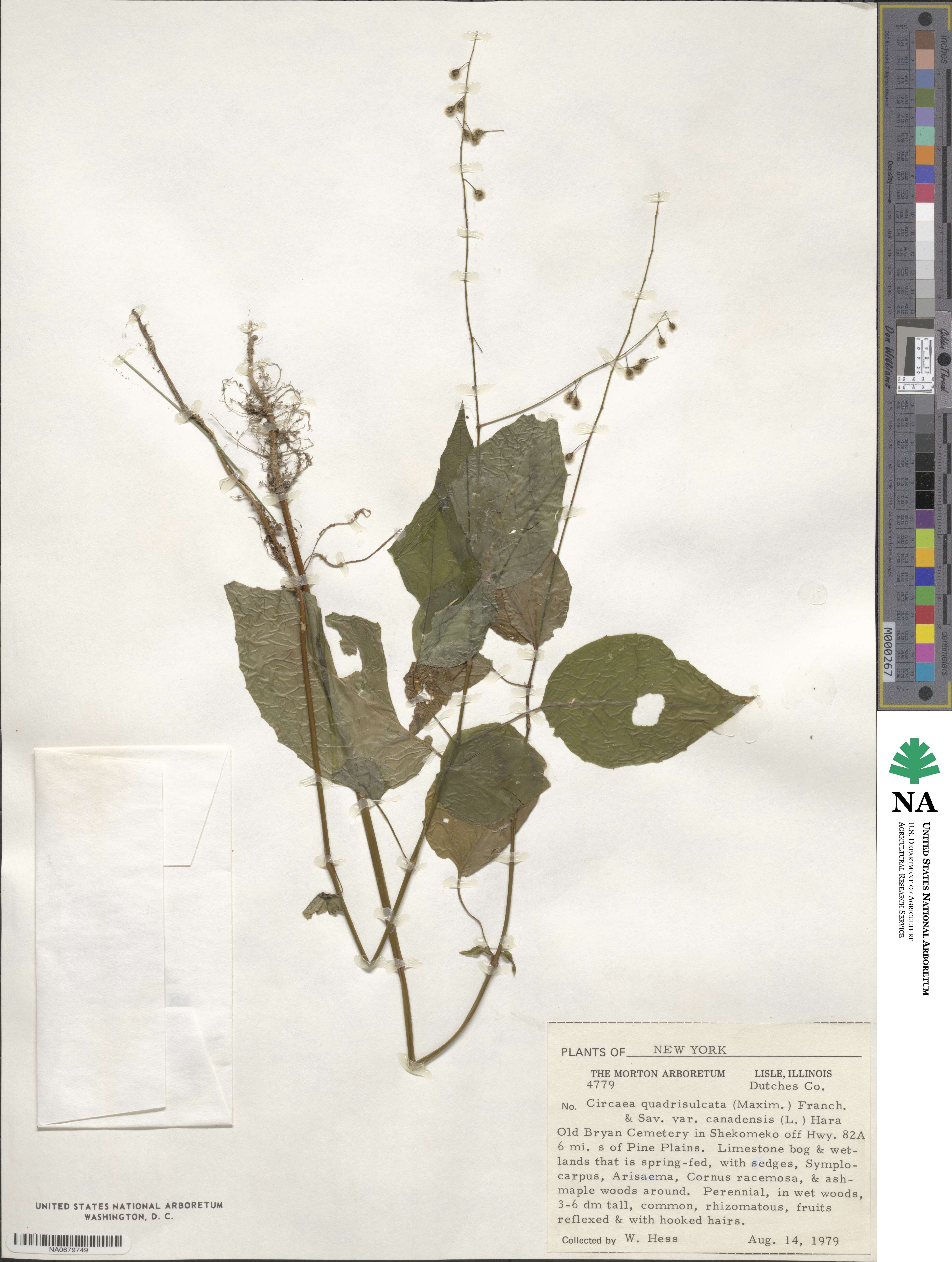 Circaea canadensis image