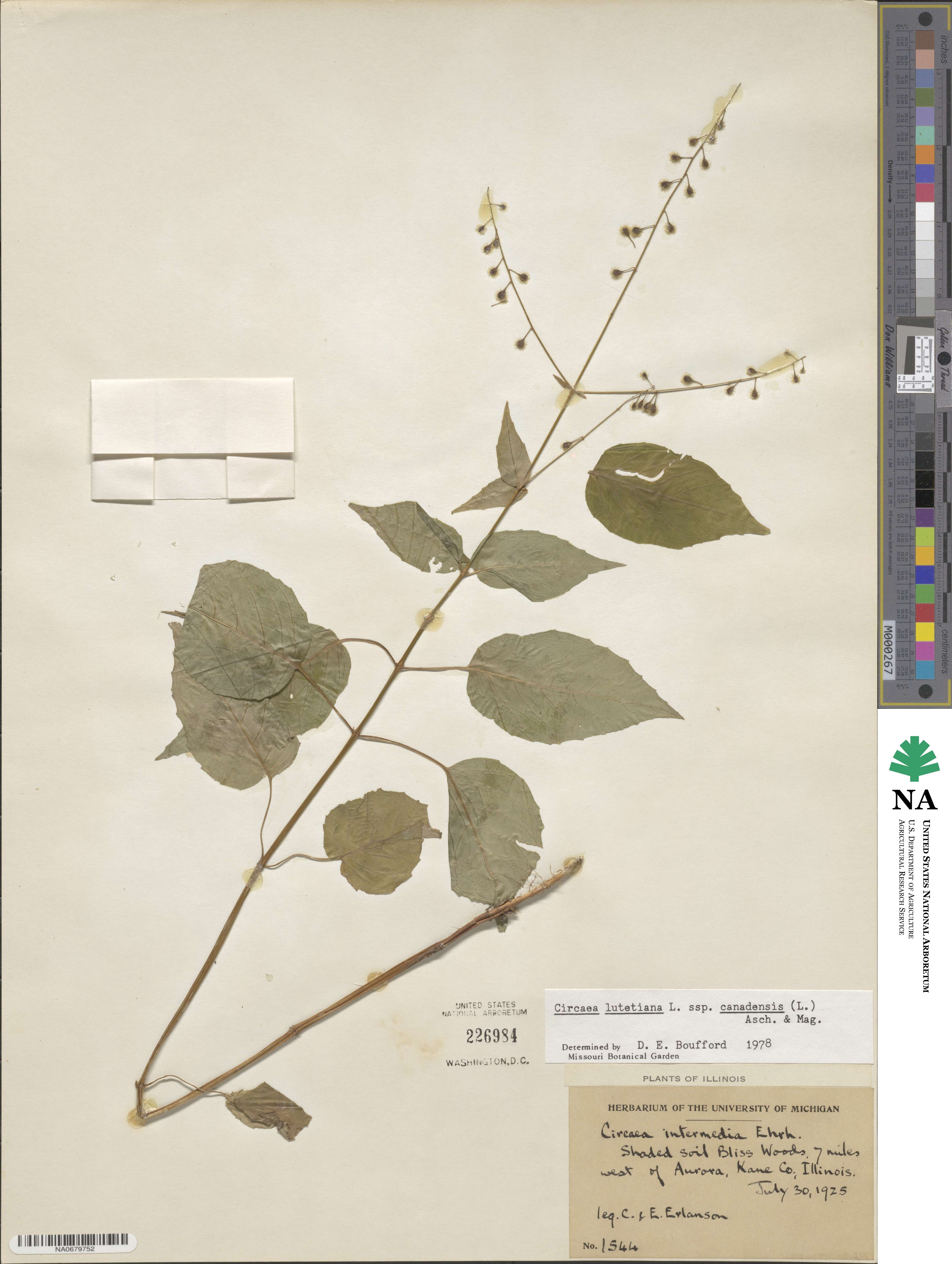 Circaea canadensis image