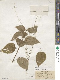 Circaea canadensis image