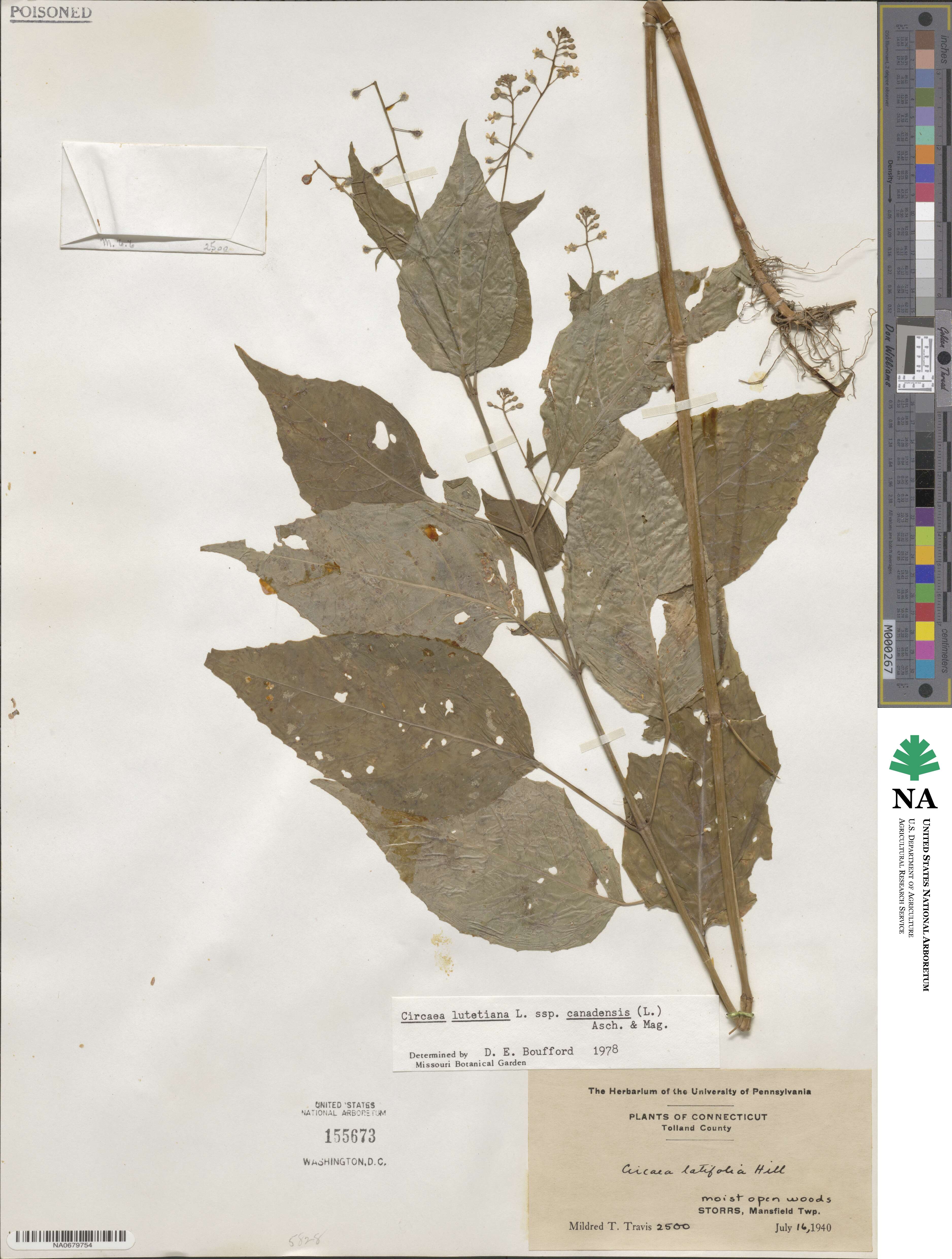 Circaea canadensis subsp. canadensis image