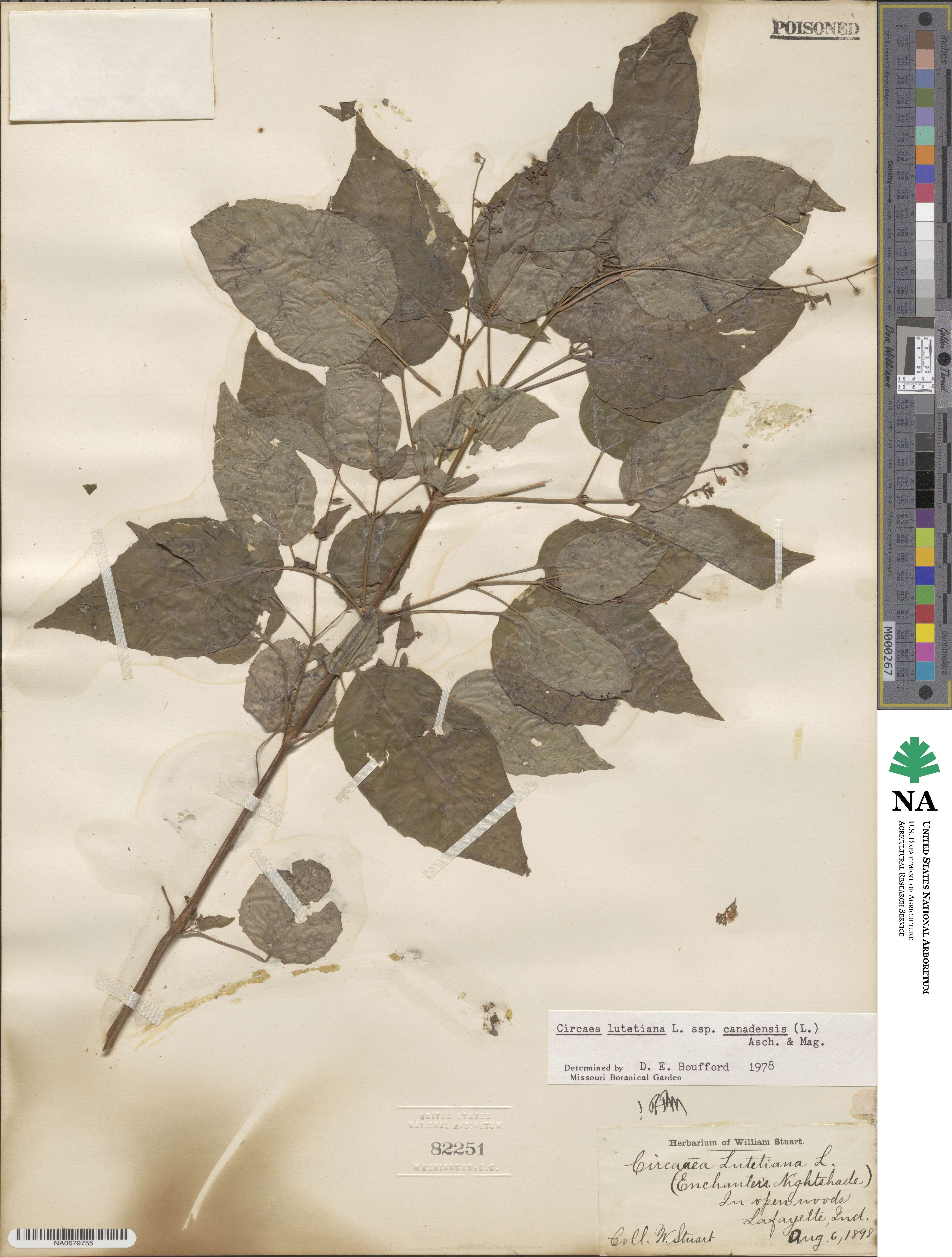 Circaea canadensis subsp. canadensis image