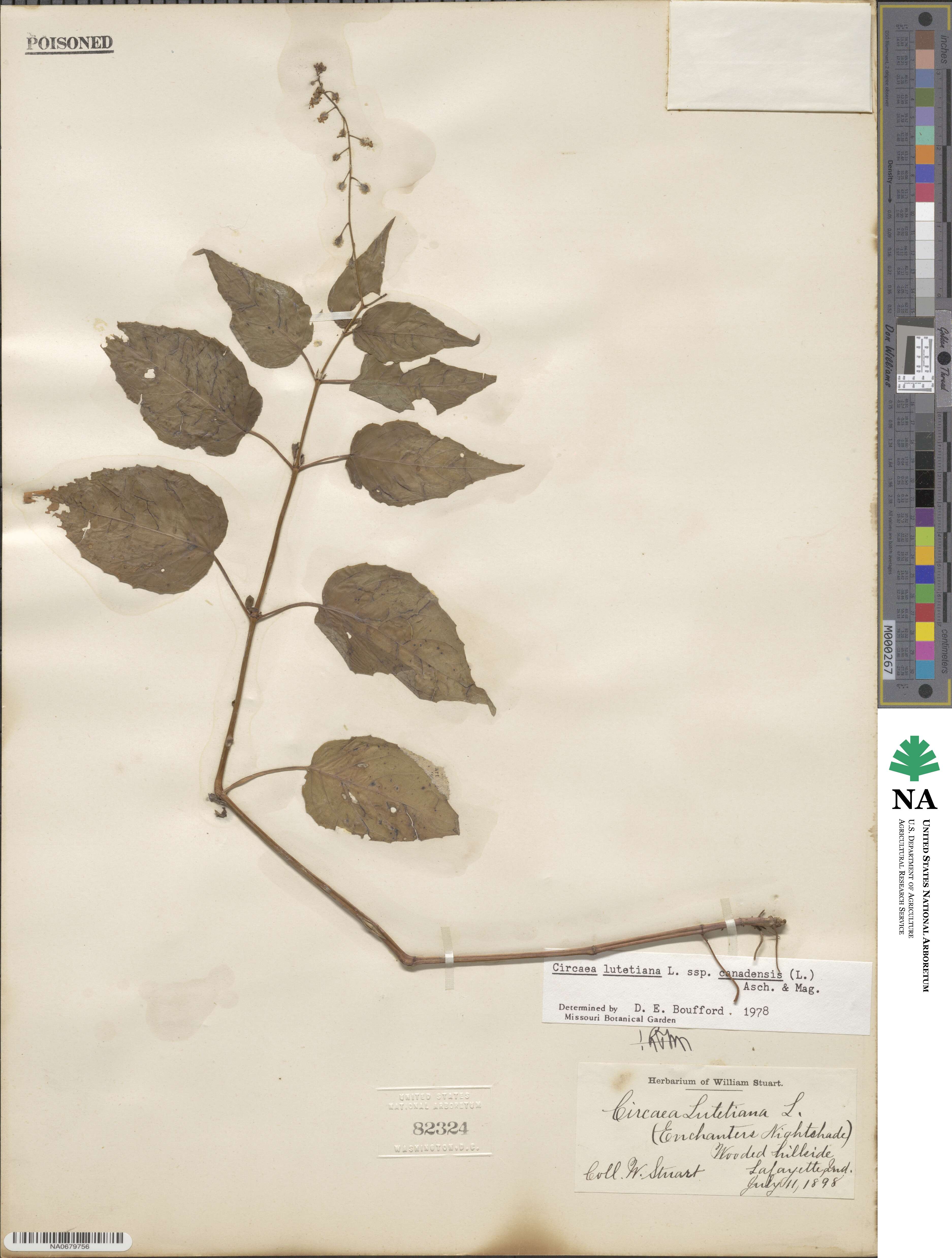 Circaea canadensis image