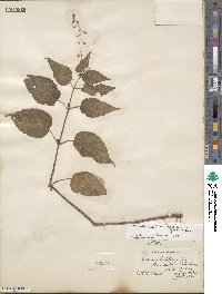 Circaea canadensis image