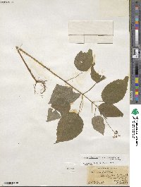 Circaea canadensis image