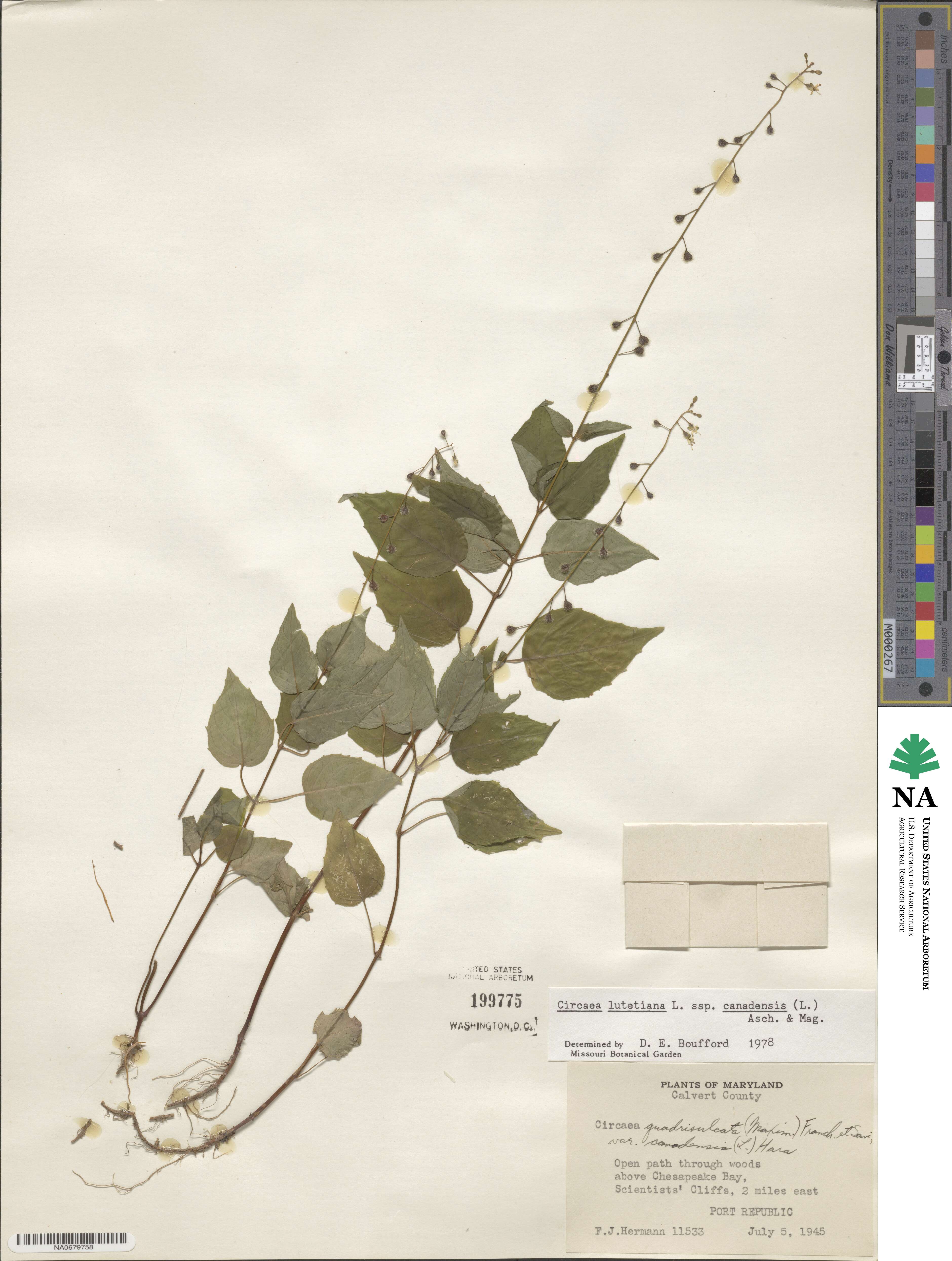 Circaea canadensis image