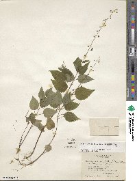 Circaea canadensis image