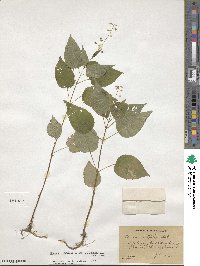 Circaea canadensis subsp. canadensis image