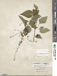 Circaea canadensis image