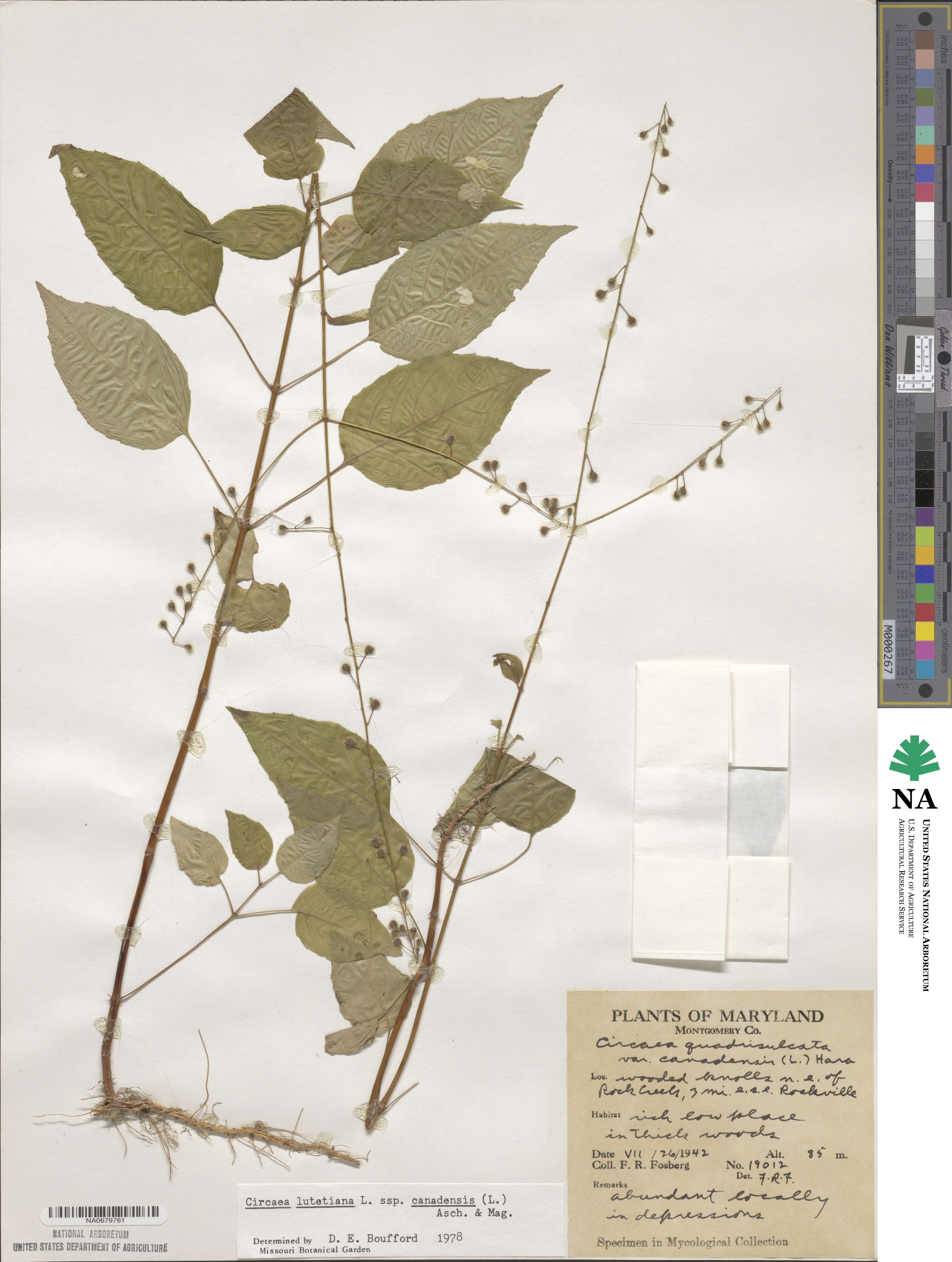 Circaea canadensis image